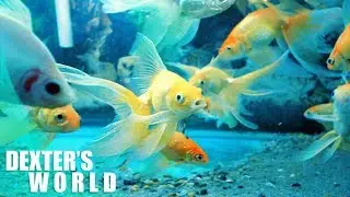 Japanese koi & Goldfish massive production │ Breeding tips and methods