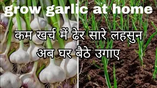 घर पर उगाए ढेर सारी लहसुन बिल्कुल जीरो खर्च में 
