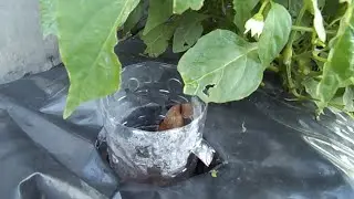 SLUG TRAP / SNAIL TRAP / BEER TRAP