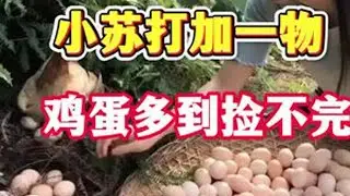 #养鸡小妙招