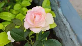 Rose's #thepathanigirl #muskanpathan #barda #roses #view #terebinost #views
