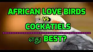 african love birds vs cockatiel which is best?/african love birds/cockatiel/jj paradise birds tamil