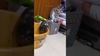 cat vs tortoise #cat #tortoise #funny #shorts #viral #video