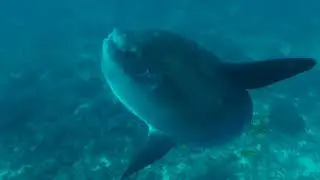 20 a&ntilde;os Reserva Marina de Gal&aacute;pagos