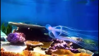 Sea animal Jelly fish, look closely at the Jelly fish #shorts #jellyfish