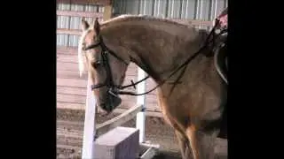 Rapunzel's Crown 1 - Beautiful Palomino 4 you AWB Mare for sale
