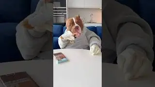 CHOCOLUNCH: Dog chocolate (safe for dogs)