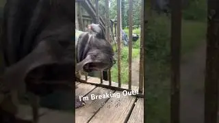 They Can&rsquo;t Keep Me In Here Forever!! | The Bobby Dog Breaks Fence #Dogs #americanbullydog