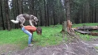 щенок хаски Хиппи делает трюки - Circus puppy husky  performs tricks