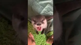 Даже звук жевания очень приятен.😍😍 #shorts #aty #otter #WaterSausage