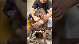 This man and his mom are feeding a sweet potato to their elderly monkey ❤️🥹