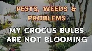 My Crocus Bulbs Are Not Blooming