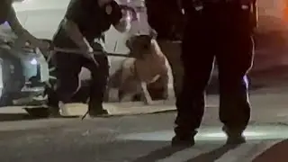‘He’s a man-eater’: Neighbor says it’s time to put down dog that attacked North Side woman