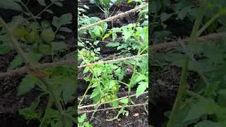 My Florida backyard garden! Subscribe for gardening tips! #backyardgarden #gardeningtips  #gardening