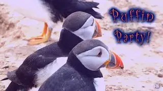 PUFFIN PARTY! (Skomer Style)