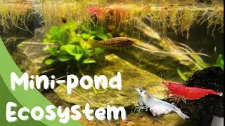 Mini Tabletop Pond Paludarium 🌿 &ndash; Peaceful Black Sand Aquascape