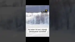 2 ГОЛОДНЫХ ВОЛКА ПРОТИВ СОБАКИ #youtube #shortvideo #shorts #short #video #shortvideo #shortsfeed...