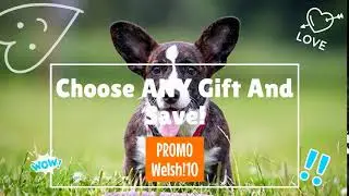 Welsh Corgi Gift Selection From Pawick