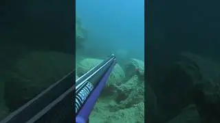 🔱Sea bream in ambush🔱 #shallowspearfishing #spearfishing #seabream