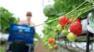 Farming leaders express concern over drop in migrant workers | Press and Journal