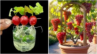Growing grape plant at home from fruit | Method of home planting