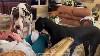Clever & Creative Great Danes Practice Their Snorkel Scent Dog Training Lesson