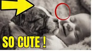 Dog Protects Baby &ndash; Heartwarming Moments - Dogs or Angel?