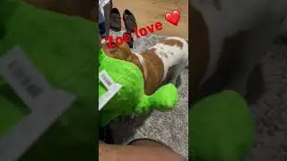 Zoe loves to play! #Zoe #bassethounds #taylorswift