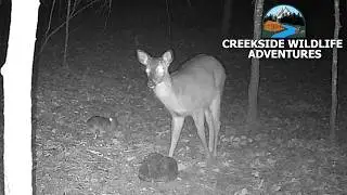 Baby Deer And Rabbit Friends Hanging Out On Trailcam!
