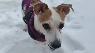 Jack Russell terrier Treisy and Azzuro.