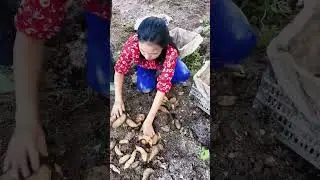 Digging Tianma #Digging Tianma #My Rural Life #Three Rural Planting #Tianma #Three Rural I   #597c6