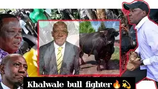 Bony Khalwale, the bullfighter spears his bull, ft Toto Shimanyula, Ruto, Gachagua, caretaker.meme.