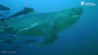 NSW tagged as a world leader in shark program