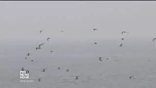 A summer colony where seabirds and science nest