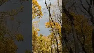 Leaves Falling - Nature Sounds, Autumn Ambience, Beautiful Nature #natureshorts #naturesounds