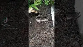 My little Scorpling is getting so big #shorts #pets #scorpion #babyscorpion