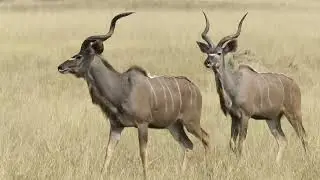 African Safari Magic Trailer