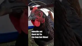 Relaxing Chicken Coop Videos - Backyard Chickens Camera Continuous Footage #chickencam