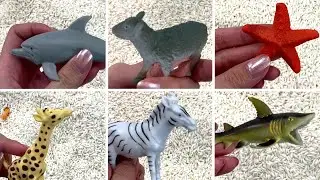Find Animals in Rice - Learn Animal Names, Colors
