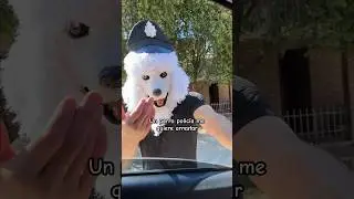 Un PERRO polic&iacute;a me quiere arrestar #perro #viral