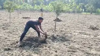 পেঁপে গাছে জৈব সার কিভাবে দিবেন 