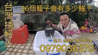 26個籠子放了一個月會有幾隻鱸鰻？