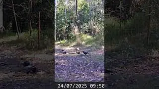 Eagle circled by Crows