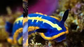 hypselodoris cantabrica