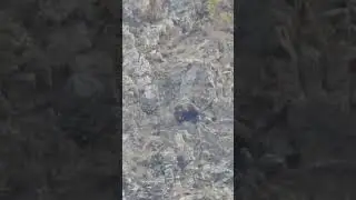Himalayan Brown Bear