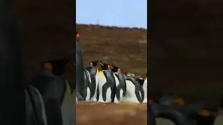 Penguins fighting on the beach l Penguins l Beauty of penguins l Penguin Wildlife l Nasir Meer