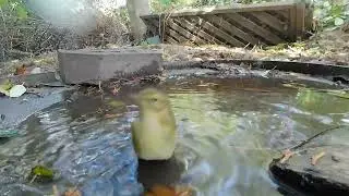 The Bin Lid Bird Bath - Chiffchaff having a bath - Close up