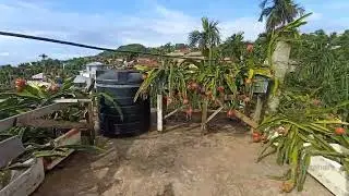 Dragon fruit from blooming to fruit 2024