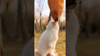 #rabbit #animal #funnyvideo #youtubeshort