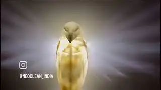 3D Eagle Wall Light/Lamp - Battery Operated LED Resin Animal Sculpture Lamp for Home Decoration